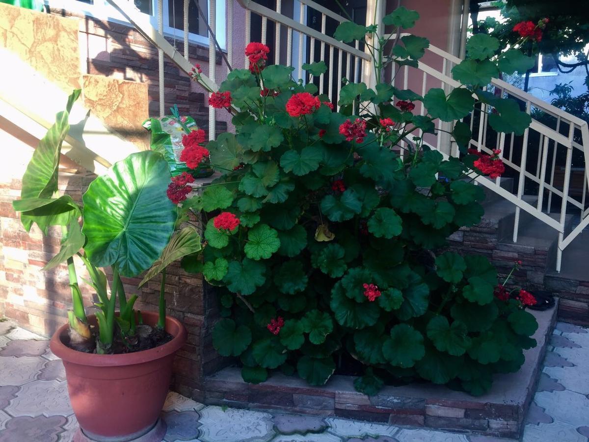 Guest House Lykhny Gagra Exterior foto